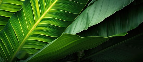 Vibrant Macro Shot of Lush Green Leaf from a Tropical Plant in Detailed Close-up View