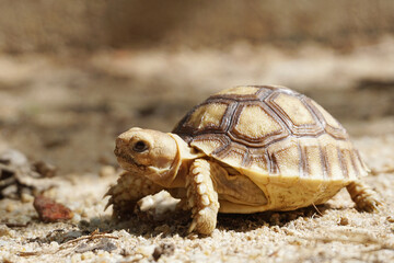 African Sulcata Tortoise Natural Habitat,Close up African spurred tortoise resting in the garden,...