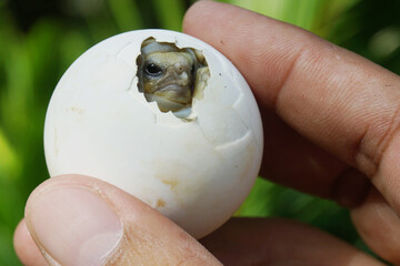 Africa spurred tortoise being born, Tortoise Hatching from Egg, Cute portrait of baby tortoise...