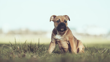 Englische Bulldogge Welpe Hund braun 12 Wochen alt outdoor im Frühling Var. 5