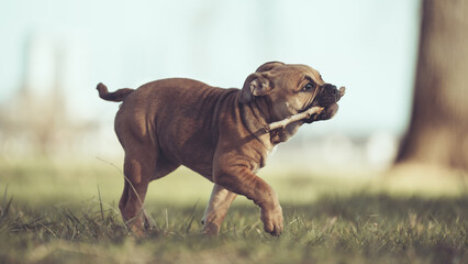 Englische Bulldogge Welpe Hund braun 12 Wochen alt outdoor im Frühling mit Stock im Maul Var. 2