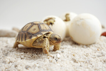 Africa spurred tortoise being born, Tortoise Hatching from Egg, Cute portrait of baby tortoise hatching, Birth of new life,Natural Habitat