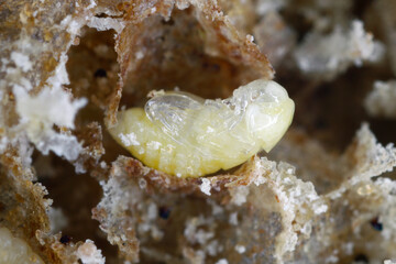 Biscuit, drugstore or bread beetle (Stegobium paniceum) pupa stored product pest in bakery products.