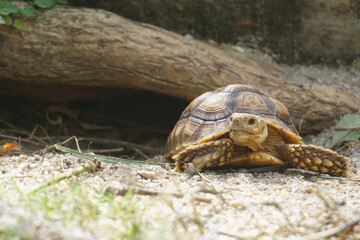 African Sulcata Tortoise Natural Habitat,Close up African spurred tortoise resting in the garden, Slow life ,Africa spurred tortoise sunbathe on ground with his protective shell ,Beautiful Tortoise