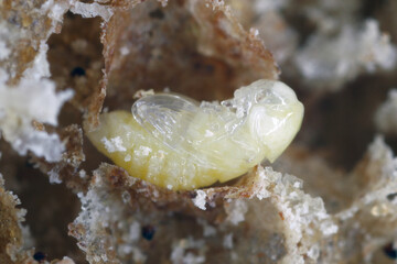 Biscuit, drugstore or bread beetle (Stegobium paniceum) pupa stored product pest in bakery products.