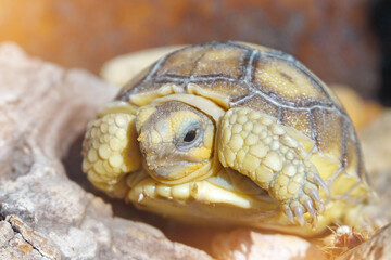 Africa spurred tortoise being born, Tortoise Hatching from Egg, Cute portrait of baby tortoise...