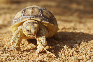 African Sulcata Tortoise Natural Habitat,Close up African spurred tortoise resting in the garden, Slow life ,Africa spurred tortoise sunbathe on ground with his protective shell ,Beautiful Tortoise