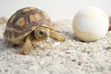 Africa spurred tortoise being born, Tortoise Hatching from Egg, Cute portrait of baby tortoise...