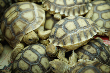 African Sulcata Tortoise Natural Habitat,Close up African spurred tortoise resting in the garden, Slow life ,Africa spurred tortoise sunbathe on ground with his protective shell ,Beautiful Tortoise