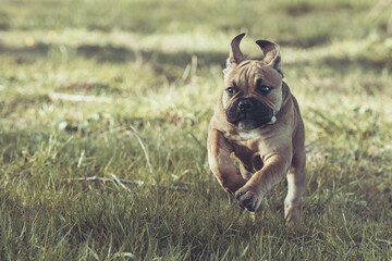 Englische Bulldogge Welpe Hund braun 12 Wochen alt outdoor im Frühling Var. 2