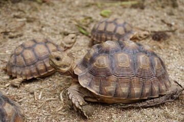 African Sulcata Tortoise Natural Habitat,Close up African spurred tortoise resting in the garden, Slow life ,Africa spurred tortoise sunbathe on ground with his protective shell ,Beautiful Tortoise