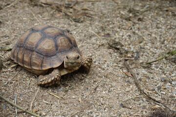 African Sulcata Tortoise Natural Habitat,Close up African spurred tortoise resting in the garden, Slow life ,Africa spurred tortoise sunbathe on ground with his protective shell ,Beautiful Tortoise