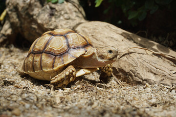 African Sulcata Tortoise Natural Habitat,Close up African spurred tortoise resting in the garden, Slow life ,Africa spurred tortoise sunbathe on ground with his protective shell ,Beautiful Tortoise