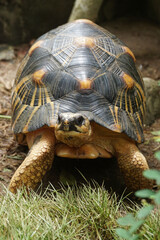 Portrait of radiated tortoise,The radiated tortoise eating flower ,Tortoise sunbathe on ground with his protective shell ,cute animal ,Astrochelys radiata ,The radiatedtortoise from Madagascar