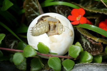Africa spurred tortoise being born, Tortoise Hatching from Egg, Cute portrait of baby tortoise hatching, Birth of new life,Natural Habitat