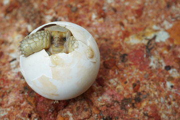 Africa spurred tortoise being born, Tortoise Hatching from Egg, Cute portrait of baby tortoise...