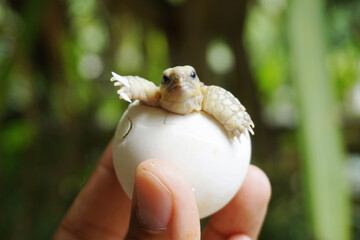 Africa spurred tortoise being born, Tortoise Hatching from Egg, Cute portrait of baby tortoise...