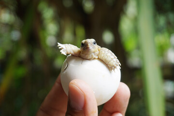 Africa spurred tortoise being born, Tortoise Hatching from Egg, Cute portrait of baby tortoise...