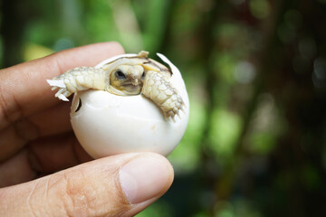 Africa spurred tortoise being born, Tortoise Hatching from Egg, Cute portrait of baby tortoise hatching, Birth of new life,Natural Habitat