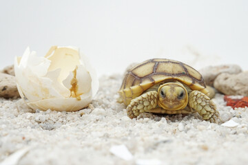 Africa spurred tortoise being born, Tortoise Hatching from Egg, Cute portrait of baby tortoise hatching, Birth of new life,Natural Habitat