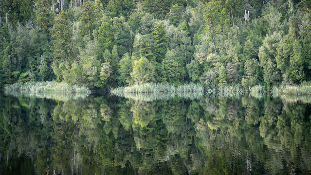 Exotic green forest reflecting in lake´ surface. Symmetrical shot from New Zealand