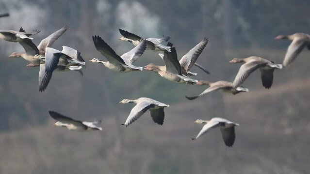 The Flock of Bar headed goose Flying