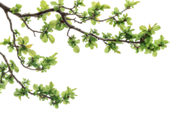 Cutout Tropical Branch with Green Leaves on corner border