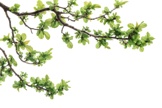 Cutout Tropical Branch with Green Leaves on corner border