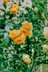 Blossoming Beauty: A Bush adorned with a Cluster of Yellow Roses