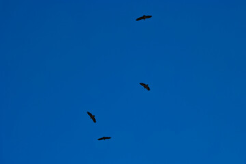 vulture, bird, large, sky, flight, fauna, animal, spain, nature,