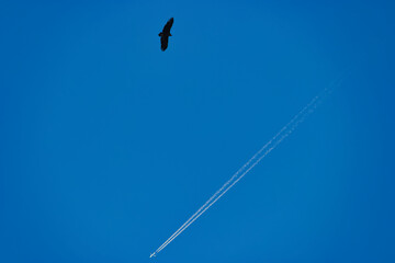 vulture, bird, large, sky, flight, fauna, animal, spain, nature,