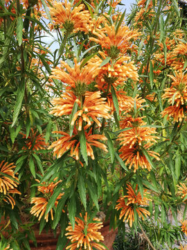 Leonotis leonurus, also known as lion's tail and wild dagga