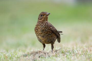 Female common blackbird Turdus merula foraging on the ground