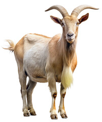 goat on a white background, generative ai