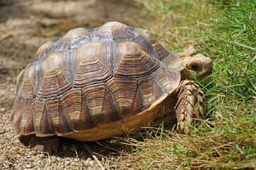 African Sulcata Tortoise Natural Habitat,Close up African spurred tortoise resting in the garden, Slow life ,Africa spurred tortoise sunbathe on ground with his protective shell ,Beautiful Tortoise