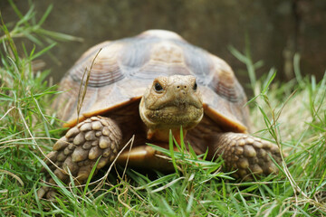 African Sulcata Tortoise Natural Habitat,Close up African spurred tortoise resting in the garden,...