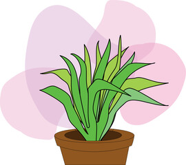 pink backgrounf and green plant in pot
