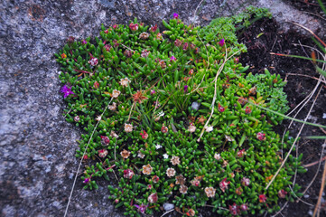 Succulent plant growing wild in the meadow with purple flowers.