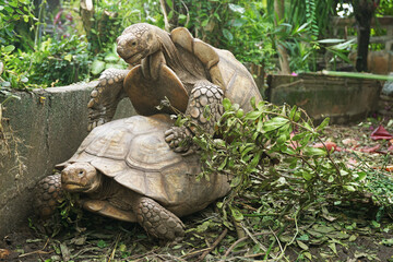 Naklejka premium African Sulcata Tortoise Natural Habitat,Close up African spurred tortoise resting in the garden, Slow life ,Africa spurred tortoise sunbathe on ground with his protective shell ,Beautiful Tortoise