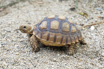 African Sulcata Tortoise Natural Habitat,Close up African spurred tortoise resting in the garden, Slow life ,Africa spurred tortoise sunbathe on ground with his protective shell ,Beautiful Tortoise