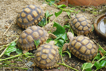 African Sulcata Tortoise Natural Habitat,Close up African spurred tortoise resting in the garden,...