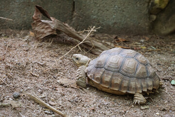 African Sulcata Tortoise Natural Habitat,Close up African spurred tortoise resting in the garden,...