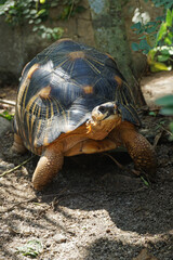 Portrait of radiated tortoise,The radiated tortoise eating flower ,Tortoise sunbathe on ground with his protective shell ,cute animal ,Astrochelys radiata ,The radiatedtortoise from Madagascar
