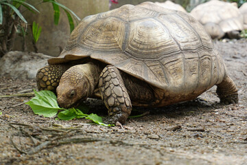 African Sulcata Tortoise Natural Habitat,Close up African spurred tortoise resting in the garden, Slow life ,Africa spurred tortoise sunbathe on ground with his protective shell ,Beautiful Tortoise