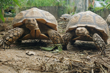 African Sulcata Tortoise Natural Habitat,Close up African spurred tortoise resting in the garden,...