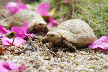  Elongated tortoise in the nature, Indotestudo elongata ,Tortoise sunbathe on ground with his protective shell ,Tortoise from Southeast Asia and parts of South Asia ,High yellow Tortoise