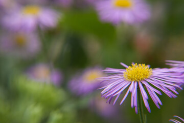 Obraz premium Blue chamomile flowers. Beautiful blue flower on a blurred background. delicate purple chamomile with yellow pollen in the center. Side view, copy space for text.
