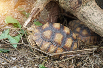 African Sulcata Tortoise Natural Habitat,Close up African spurred tortoise resting in the garden,...