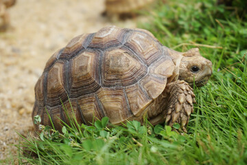 African Sulcata Tortoise Natural Habitat,Close up African spurred tortoise resting in the garden,...