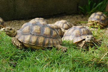 Fototapeta premium African Sulcata Tortoise Natural Habitat,Close up African spurred tortoise resting in the garden, Slow life ,Africa spurred tortoise sunbathe on ground with his protective shell ,Beautiful Tortoise